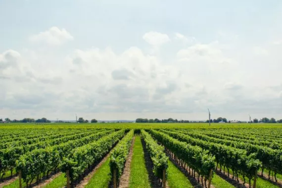 Investments in Kunst, Wein & Co. Wein Plantage